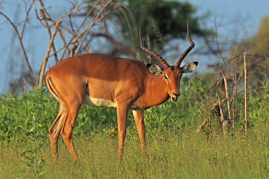 Male Impala Nkasa Rupara National Park