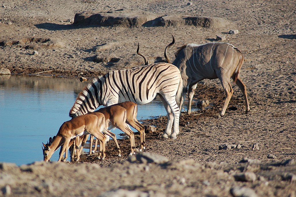 Water hole Etosha National Park, Namibia