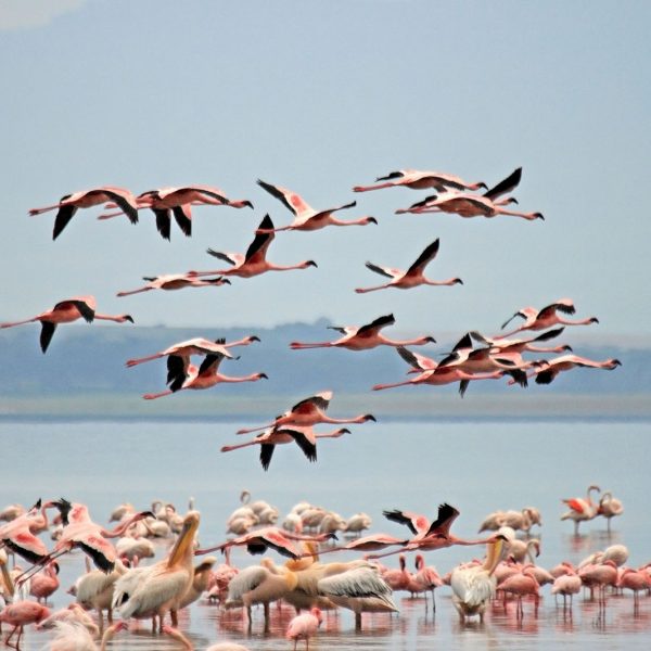 Flamingos in Lake Nakuru National Park