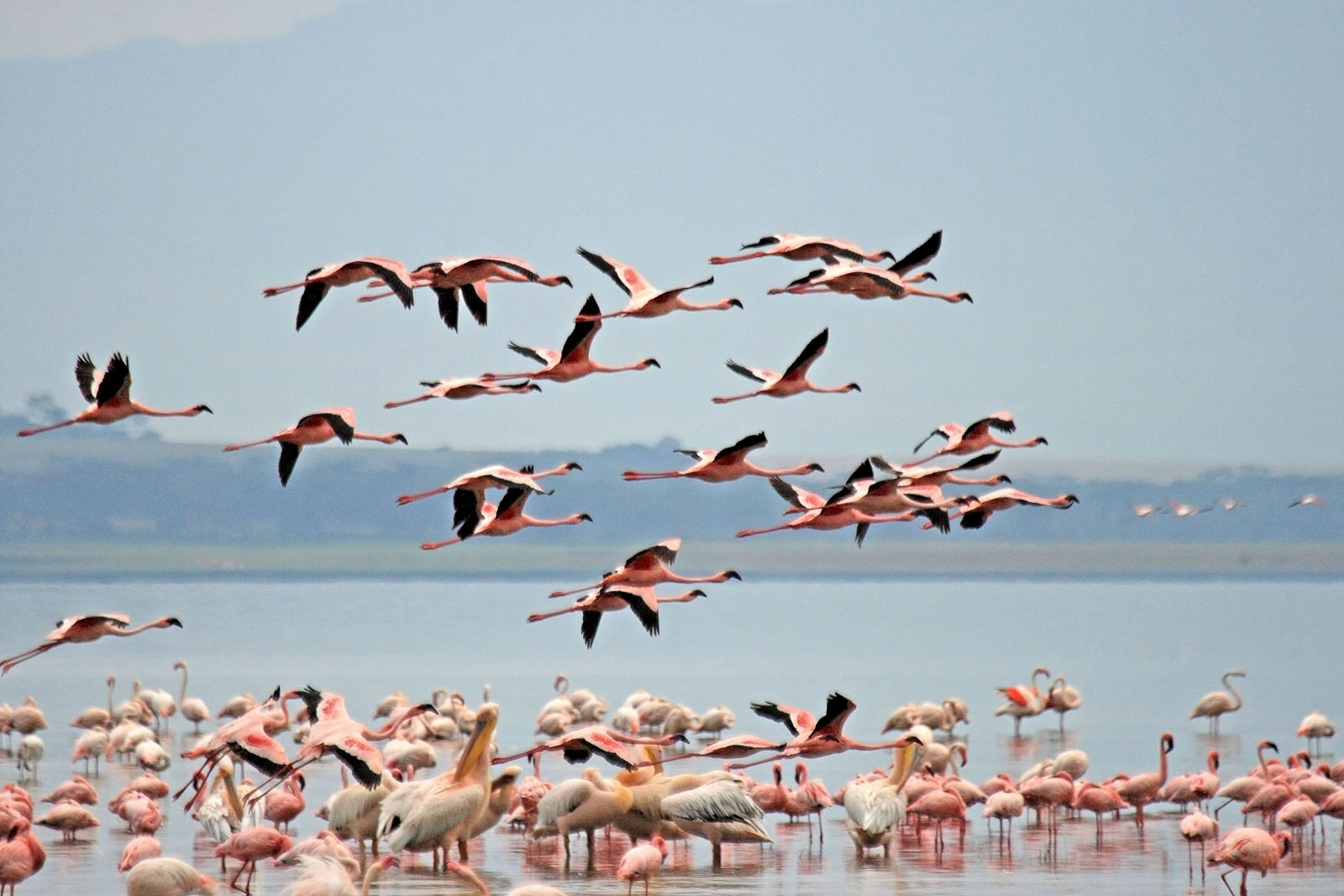 Flamingos in Lake Nakuru National Park