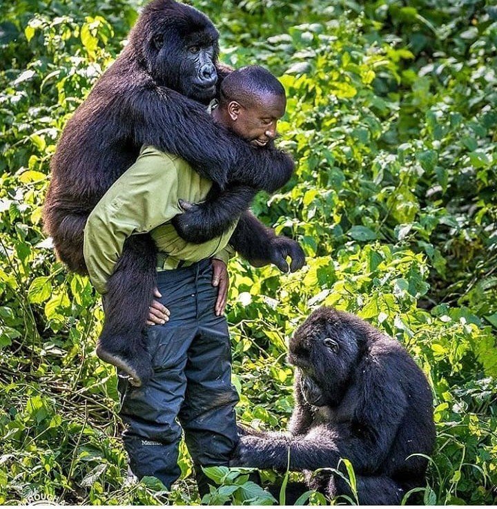 Baby Gorillas Nyungwe Forest National Park