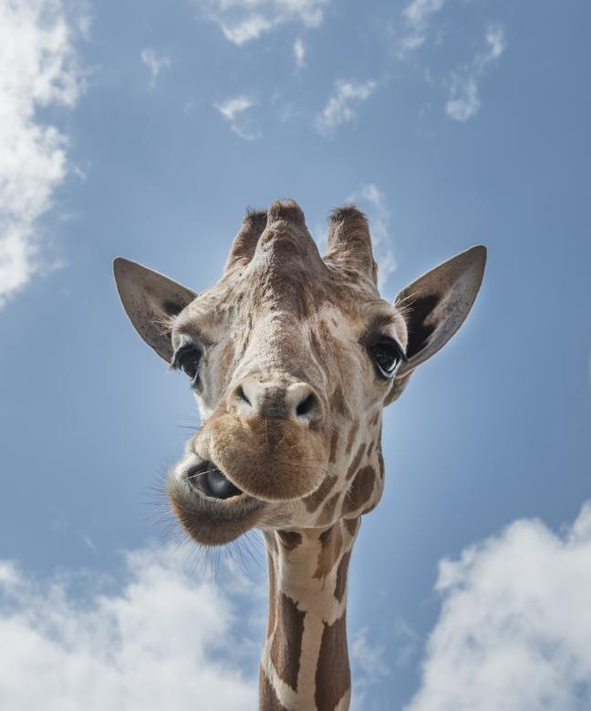 Funny Giraffe