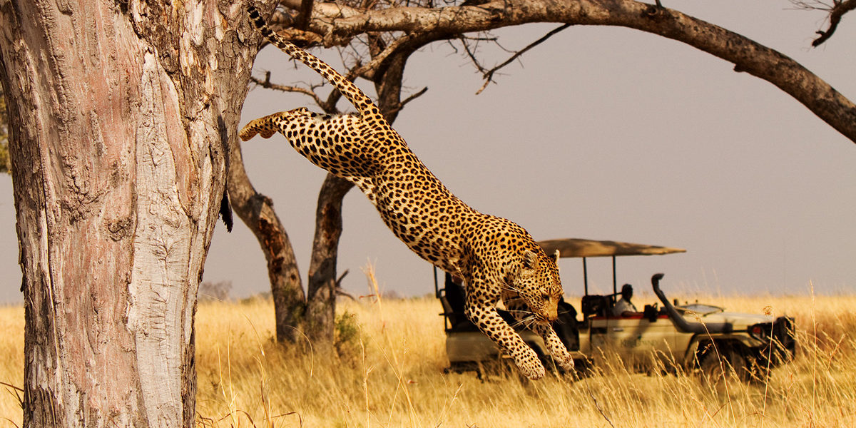 Cheetah at Akagera National Park Rwanda