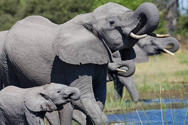 Linyanti Concession, Botswana elephants