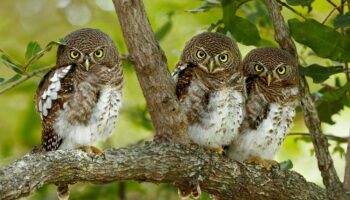 Mashatu Owls