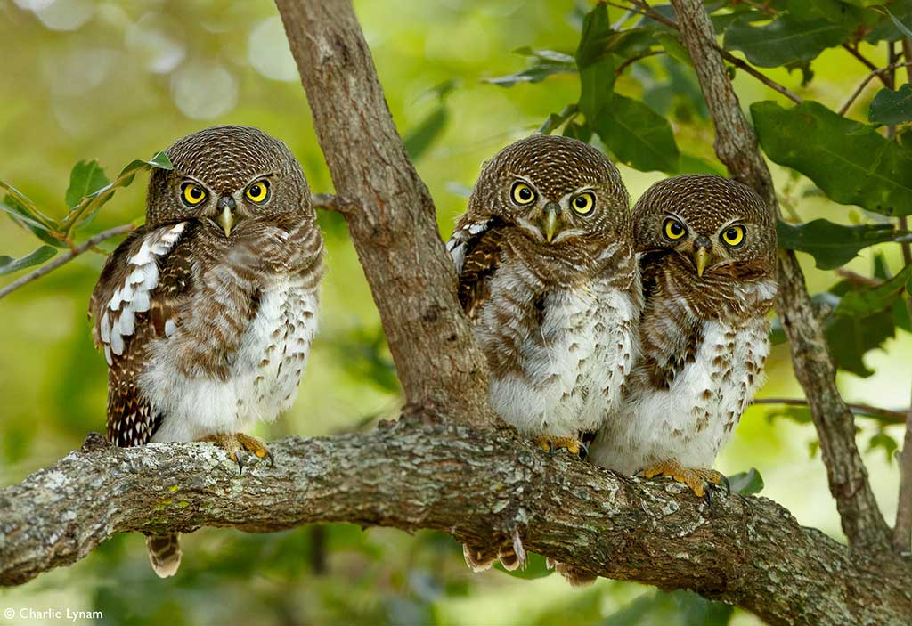 Mashatu Owls