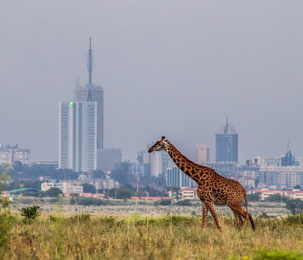 Nairobi national Giraffe