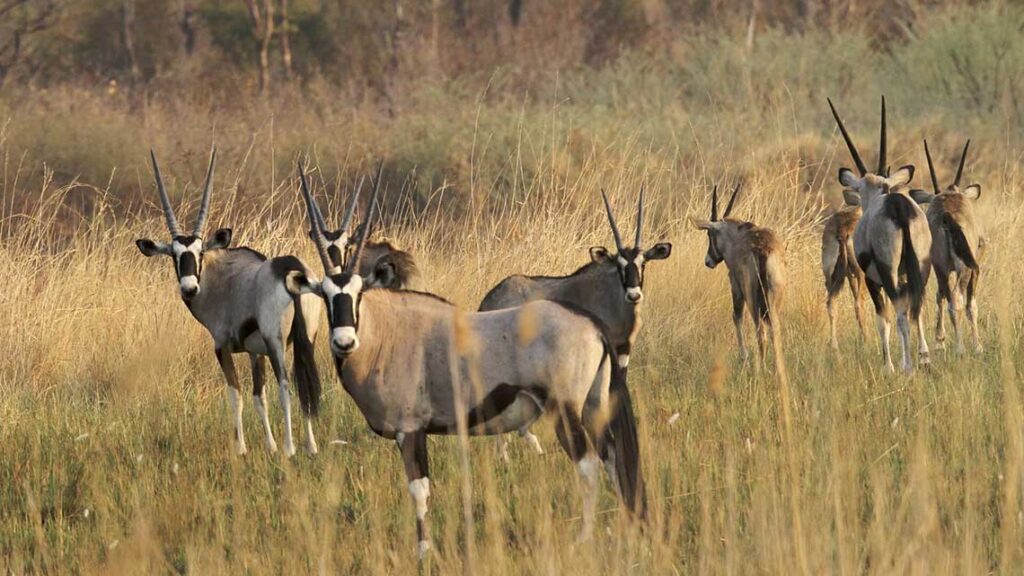 Khaudum national park