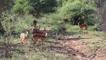 Mokolodi nature reserve