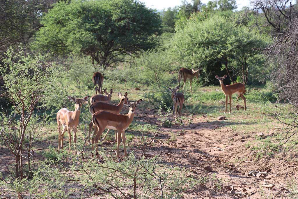 Mokolodi nature reserve