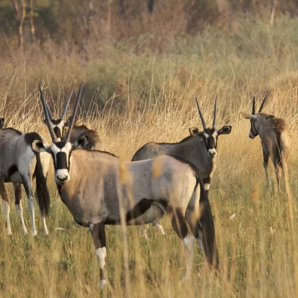 namibia-khaudum-national-park-oryx