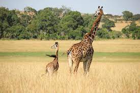 northern tuli - Giraffe