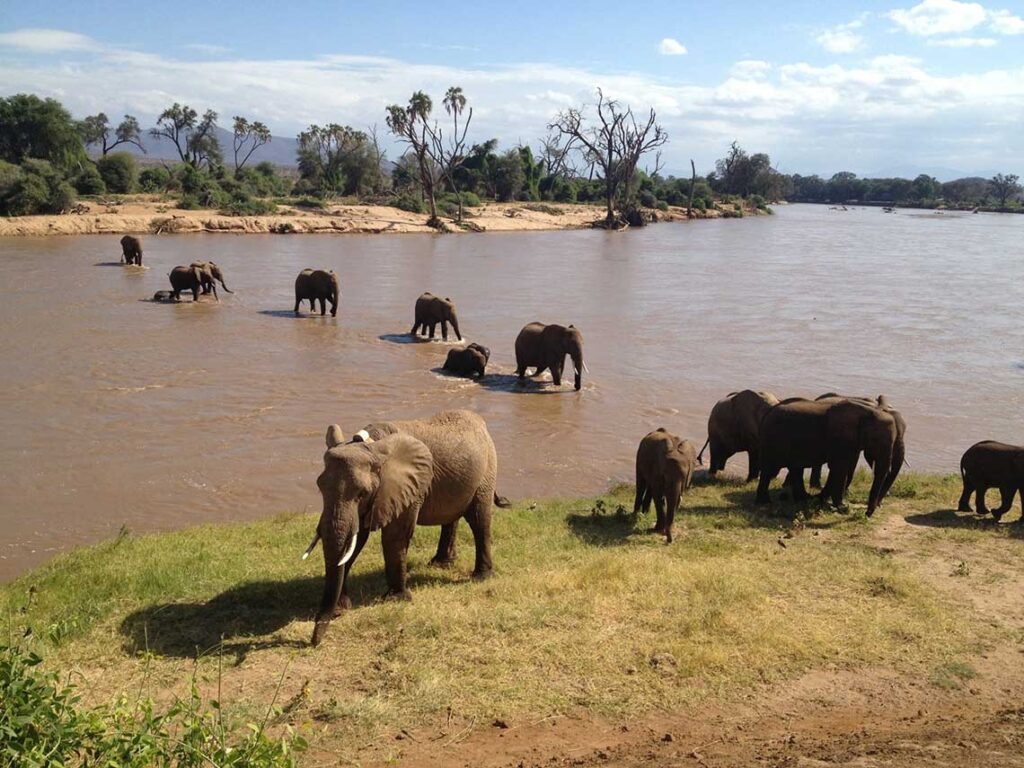 Samburu Ewaso Ngiro Elephants