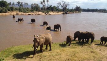 Samburu Ewaso Ngiro Elephants