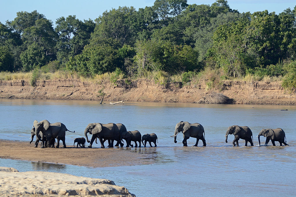 Elephants crossing Luangwa river