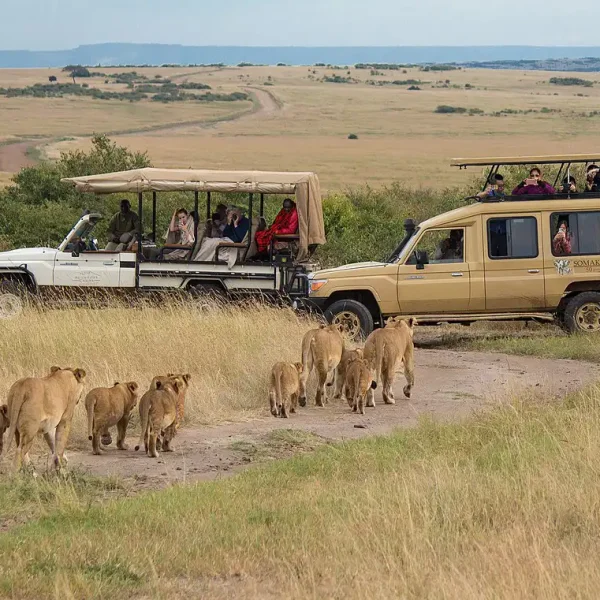 The Maasa Mara Lions