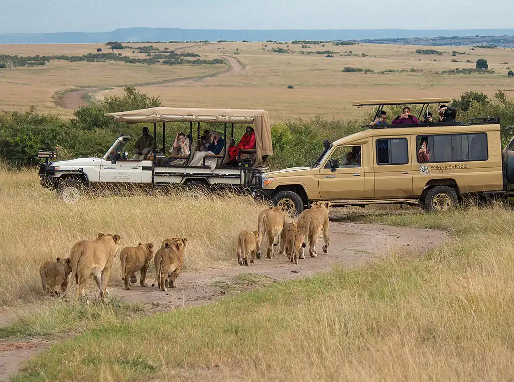 The Maasa Mara Lions