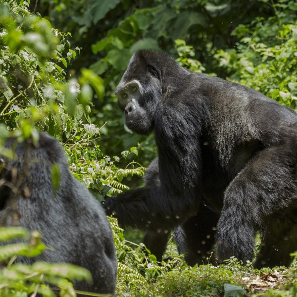 Mountain gorilla Bwindi Impenetrable National Park