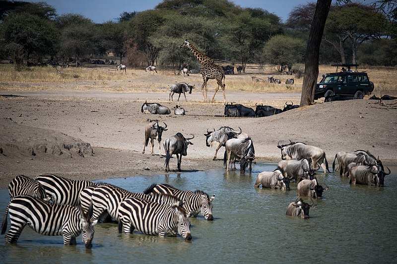 Zebras drinking in Tarangire National Park