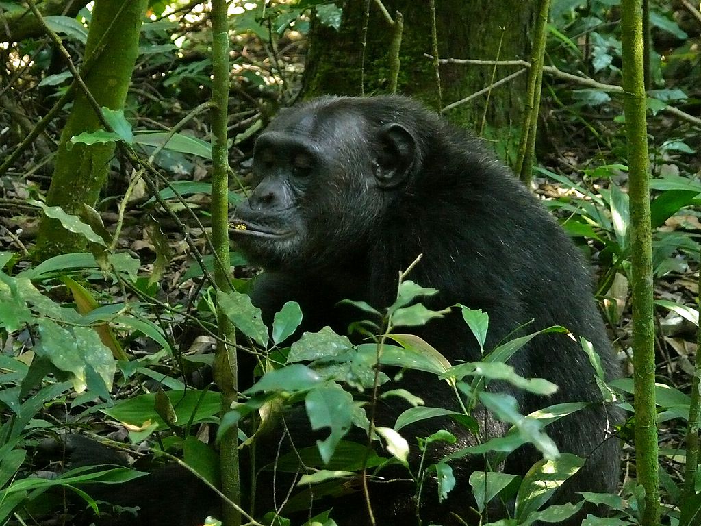 Eastern Chimpanzee (Pan troglodytes schweinfurthii)