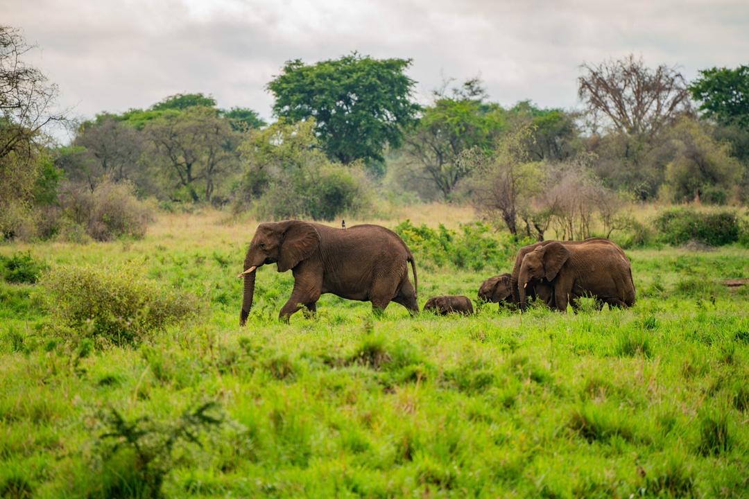 Kidepo Valley National Park - Out2safari