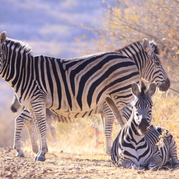 Marakele zebra