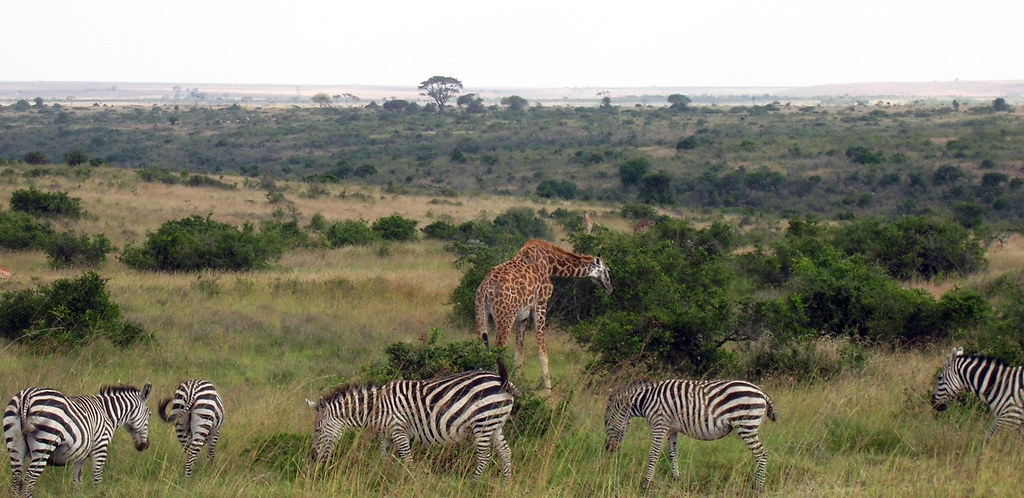 Zebra and Giraffe Nairobi