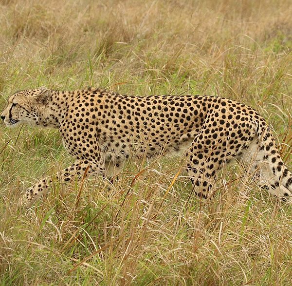 Phinda cheetah