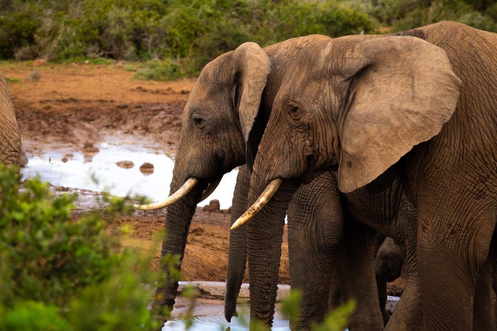 addo elephant south africa