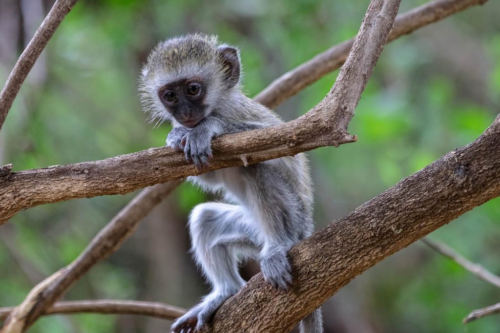 Baby monkey, Africa