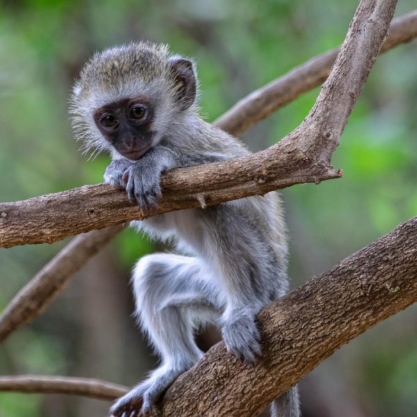 Baby monkey, Africa