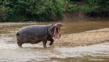 angry hippo