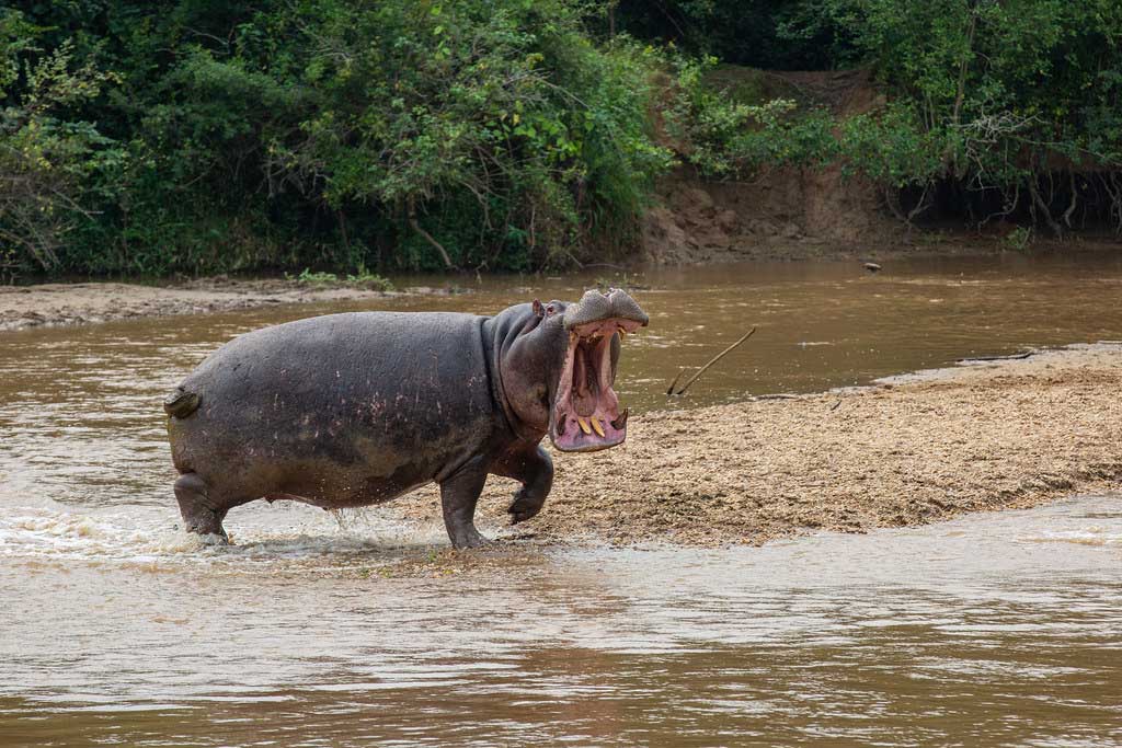 angry hippo