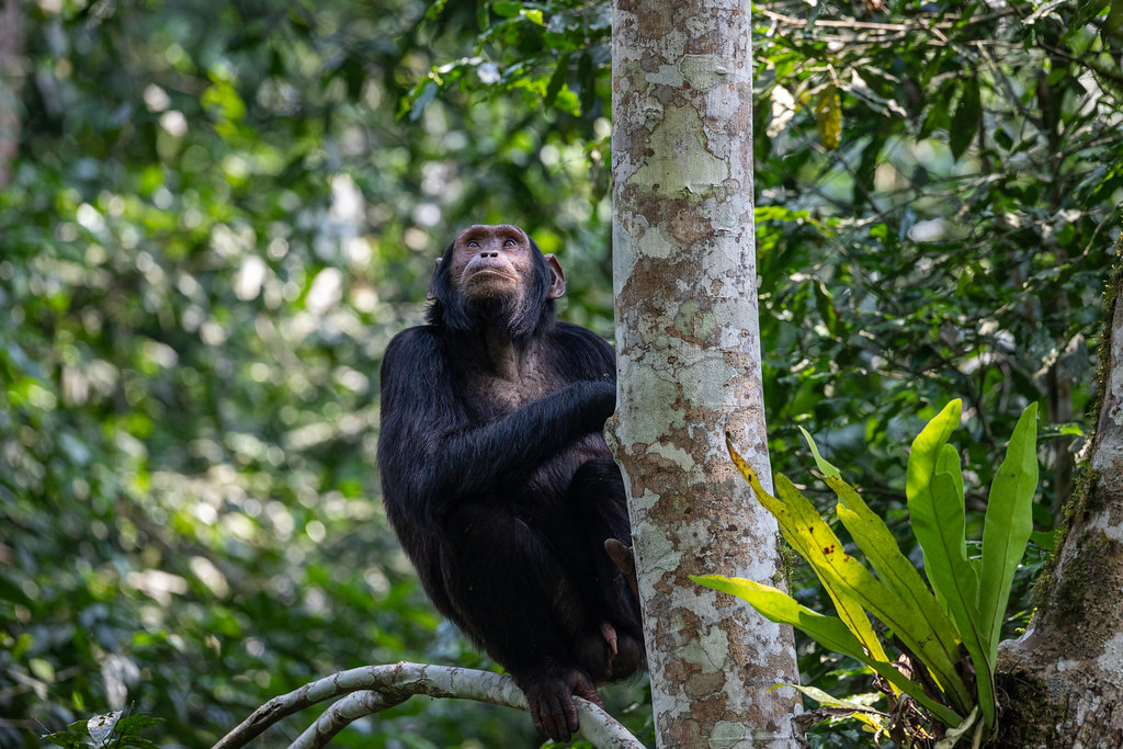 Budongo Central Forest Reserve Chimp