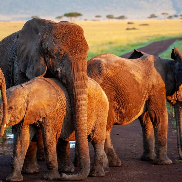 African Elephants