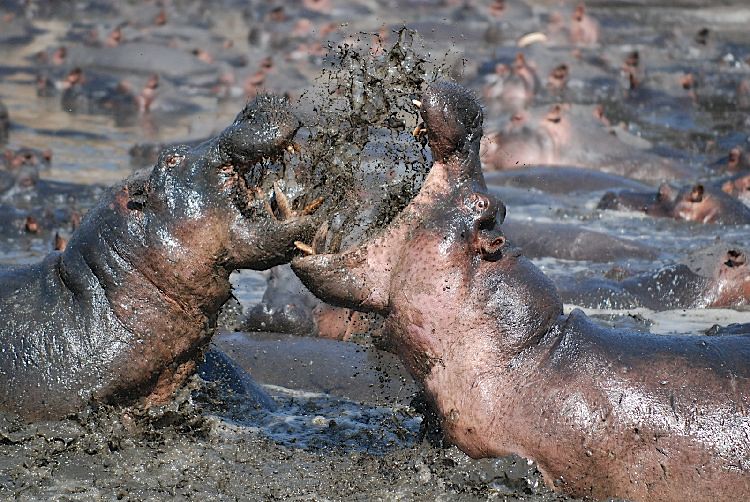 Kavati hippopotamus