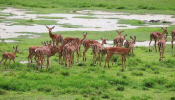 Lake Manyara national park