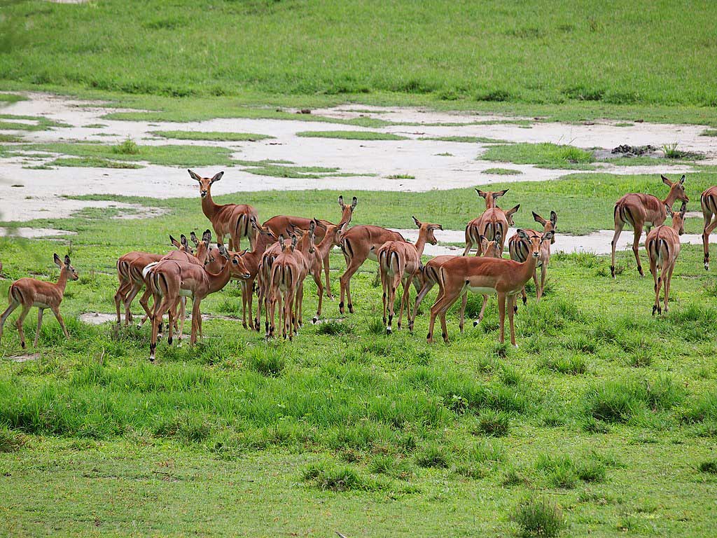 Lake Manyara national park