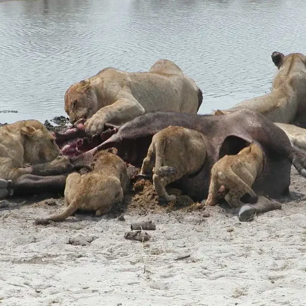 lions eating