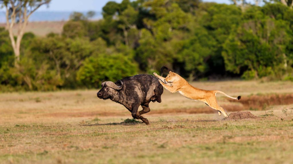 Liuwa plain national park hunting lion