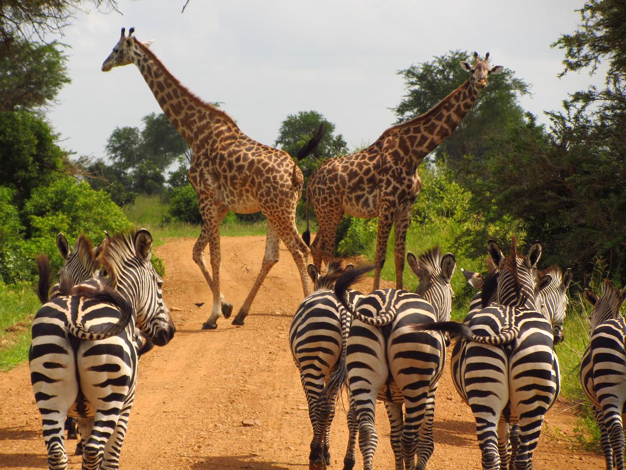 Zebra and giraffe in Mikumi