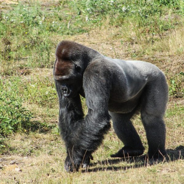 Silver back Gorilla