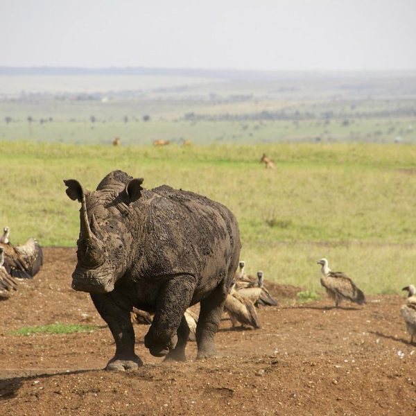 rhino Nairobi