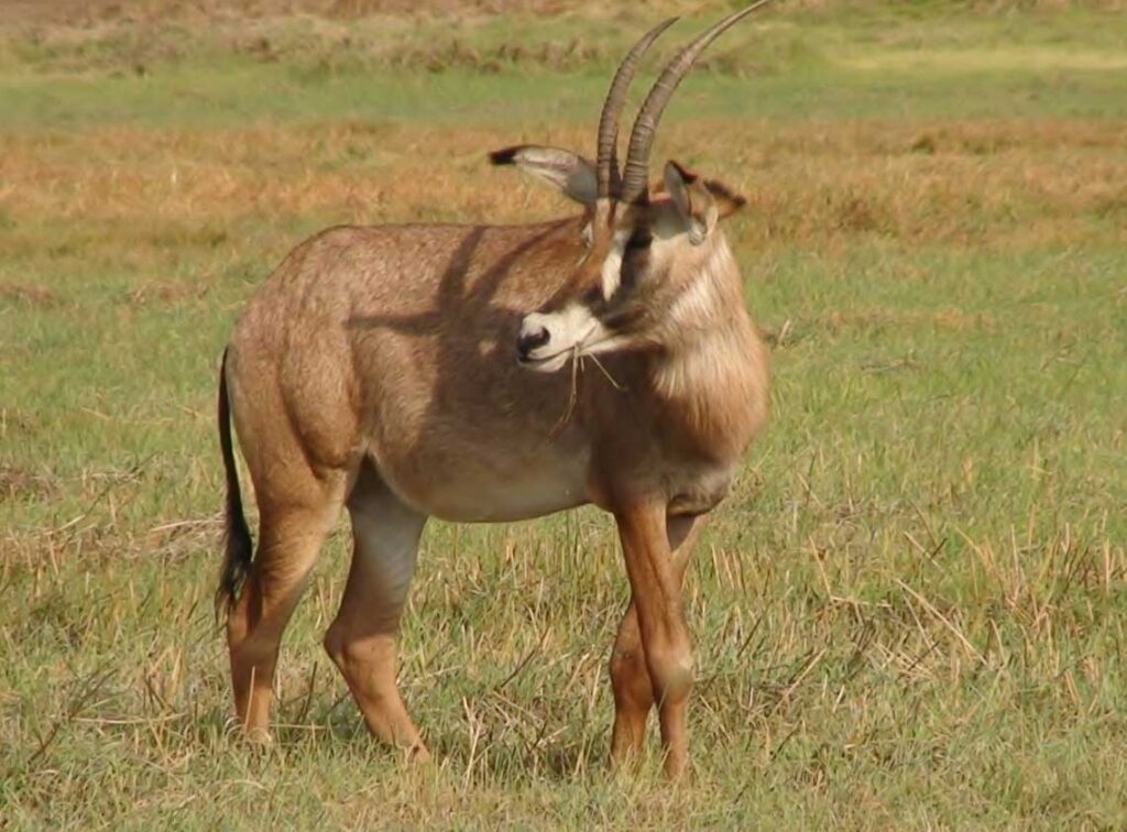 Roan antelope Kafue national park Zambia