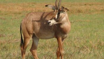 Roan antelope Kafue national park Zambia