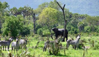 Selous game reserve