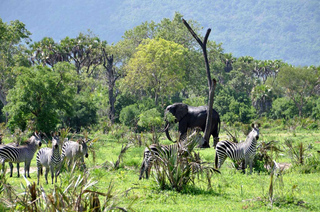 Selous game reserve