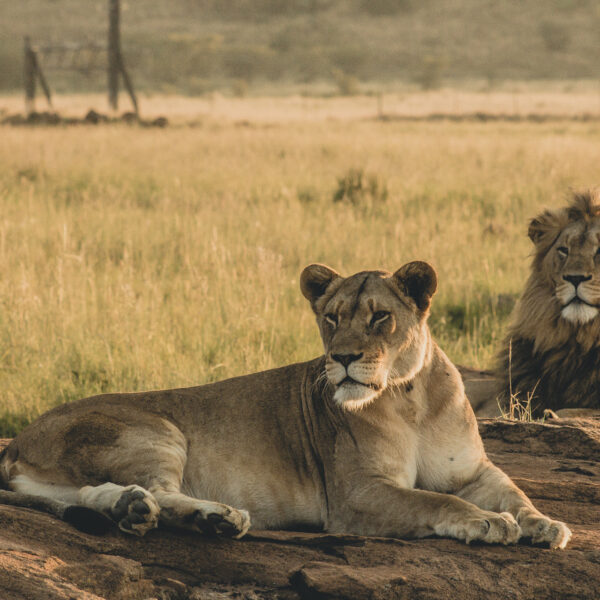 Tanzania lions resting on ground