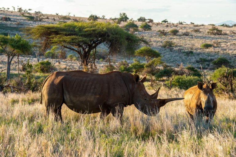 Rhino in Kenya